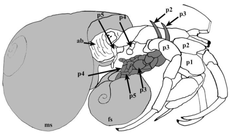 Cinfraspinatus reprod2.png