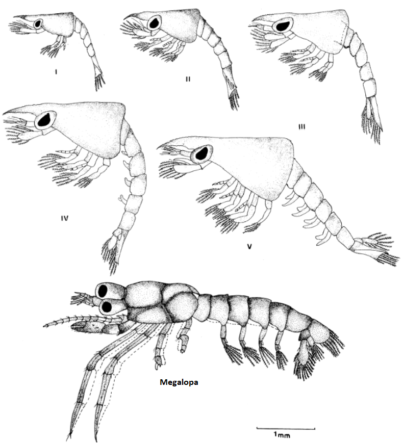 Cinfraspinatus zoeamega.png