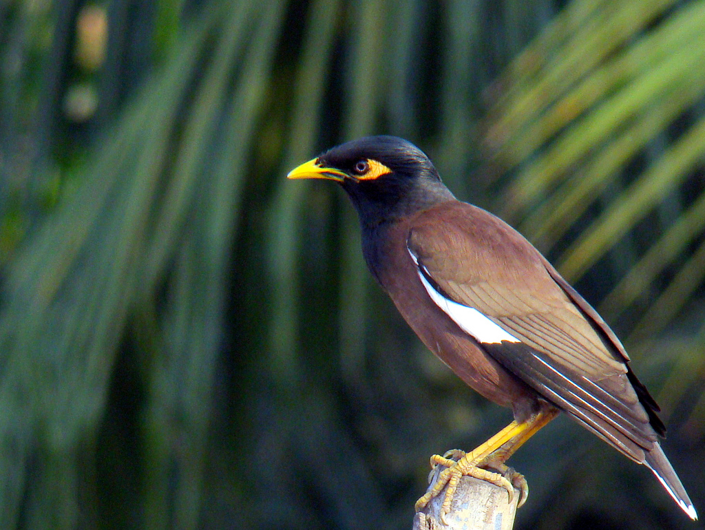 Common_Myna_by_Nabarun_publicdomain.jpg Common_Myna_by_Nabarun_publicdomain.jpg