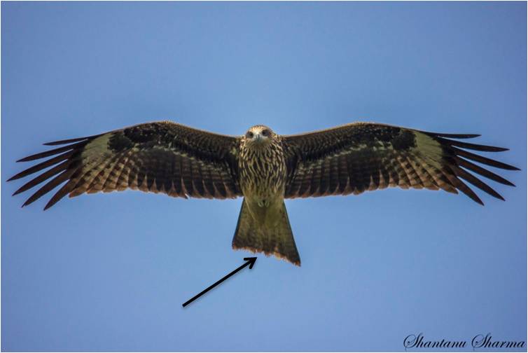 Comparison photo black kite.jpg