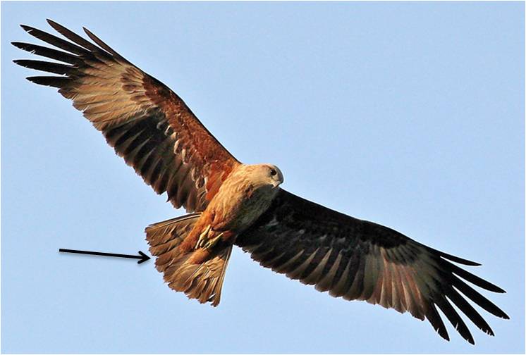 Comparison photo brahminy kite.jpg