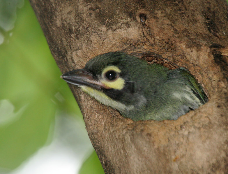 Coppersmith_Barbet_(Megalaima_Haemacephala)-_Juvenile_at_nest_in_Kolkata_I_IMG_8293.jpg