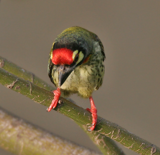 Coppersmith_Barbet_(Megalaima_haemacephala)_in_Kolkata_Im_IMG_7609.jpg
