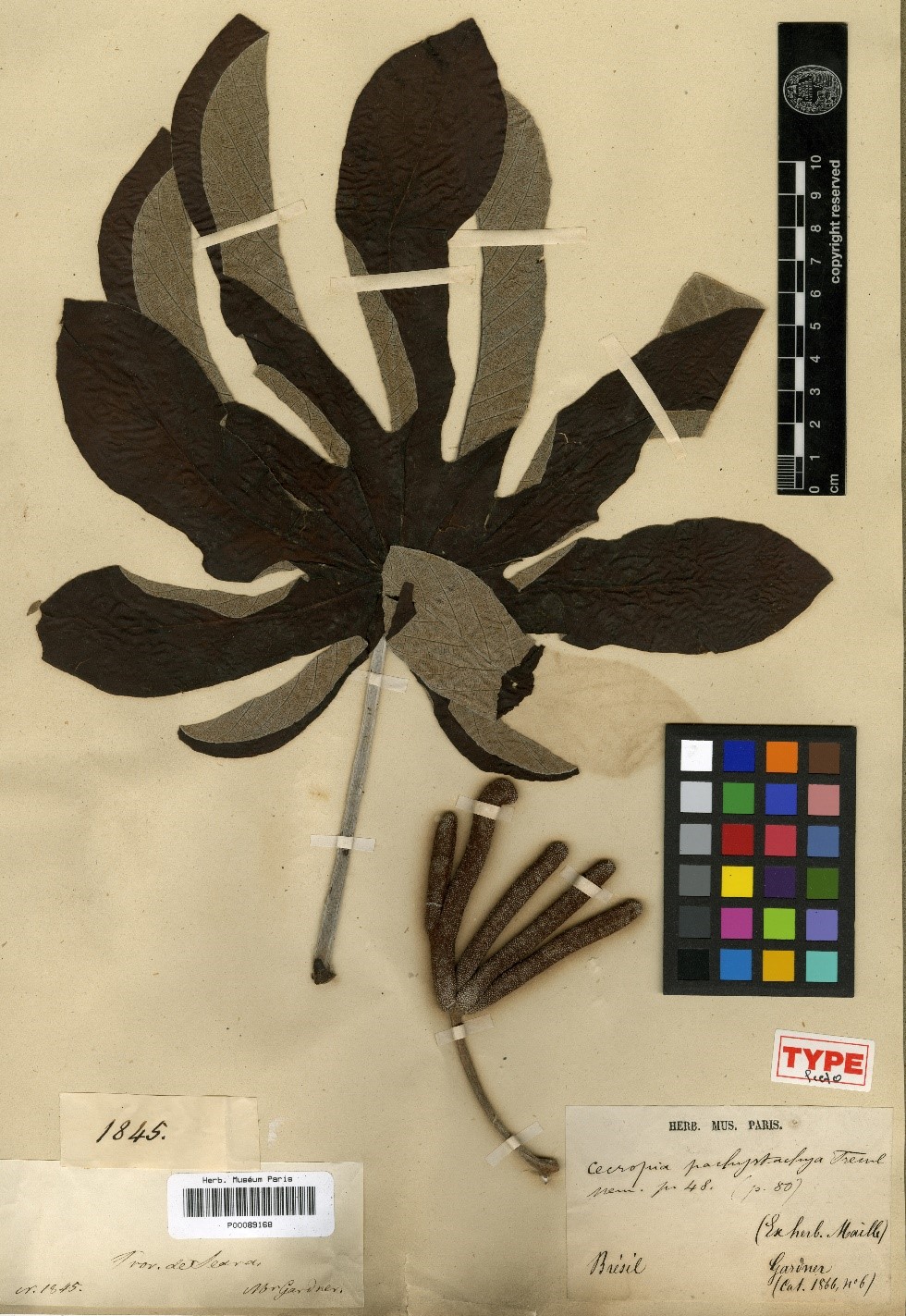 Cpachy lectotype.jpg