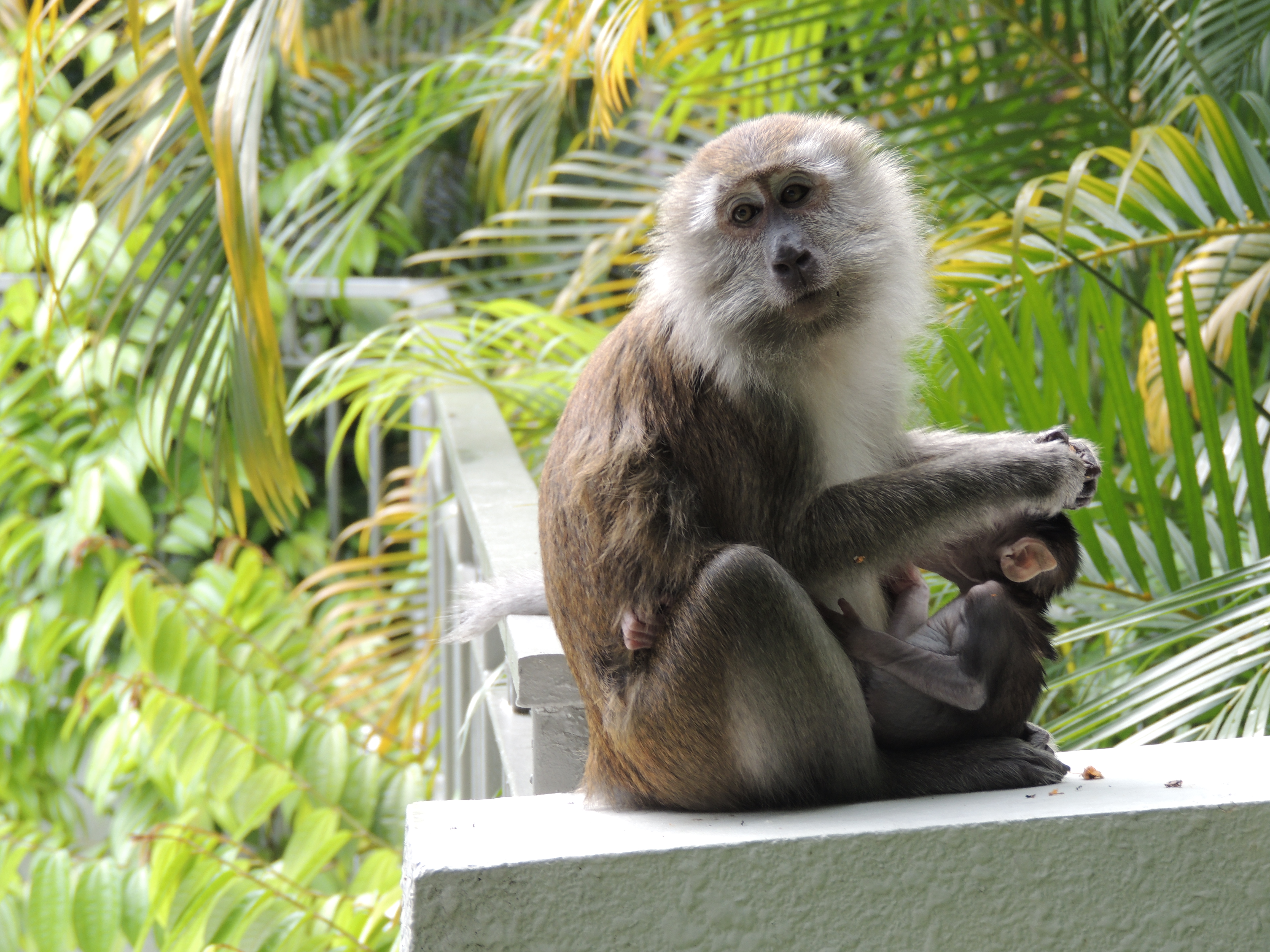 LONG TAILED MACAQUES SOLD AT MARKET – JAKARTA ANIMAL AID NETWORK