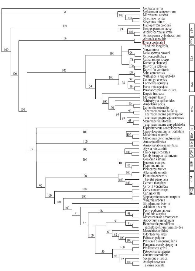 Dyera costulata_annotated parsimonious tree_2.jpg