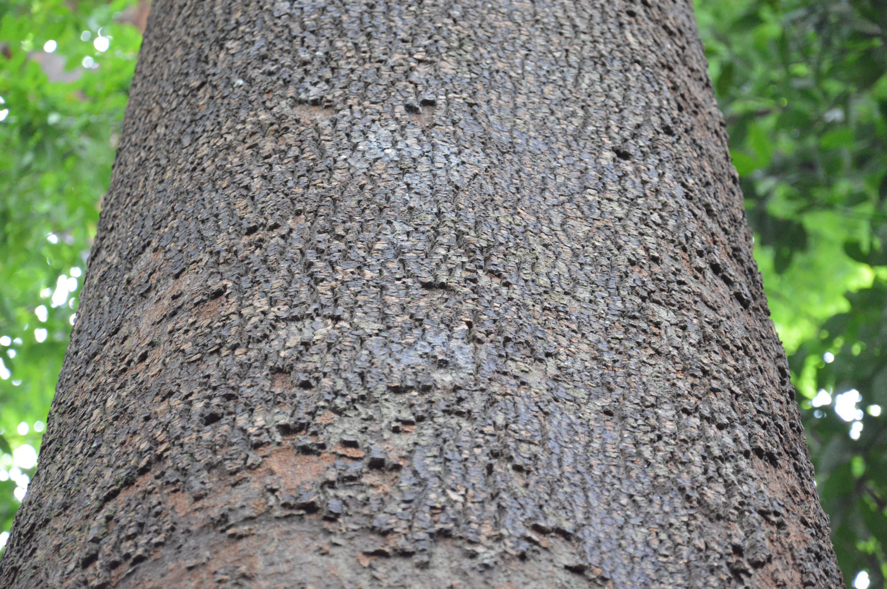 Dyera costulata_bark_1.JPG