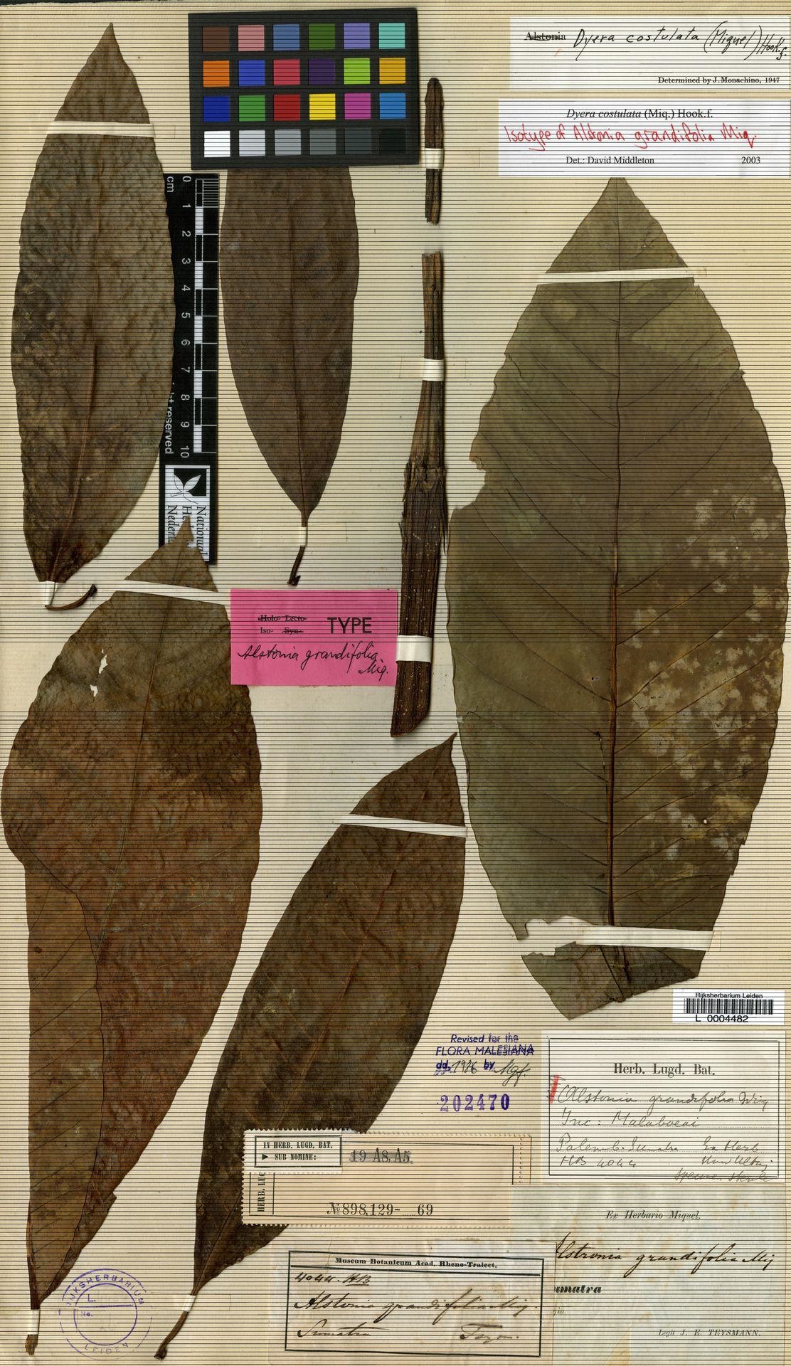 Dyera costulata_leaf_isotype_1.jpg