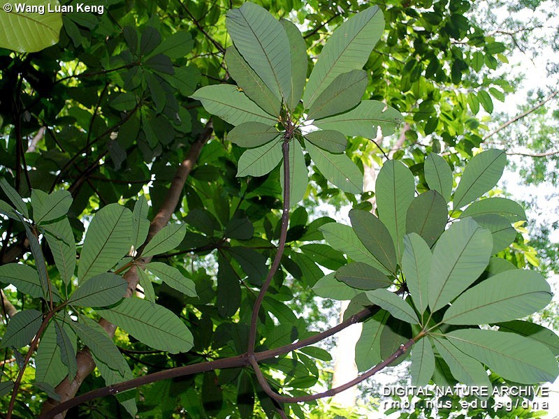 Dyera costulata_leaves_1.jpg