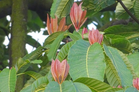 Dyera costulata_leaves_2.JPG