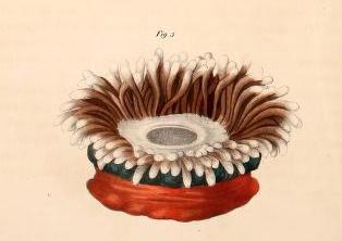 E quadricolor illustration.jpg