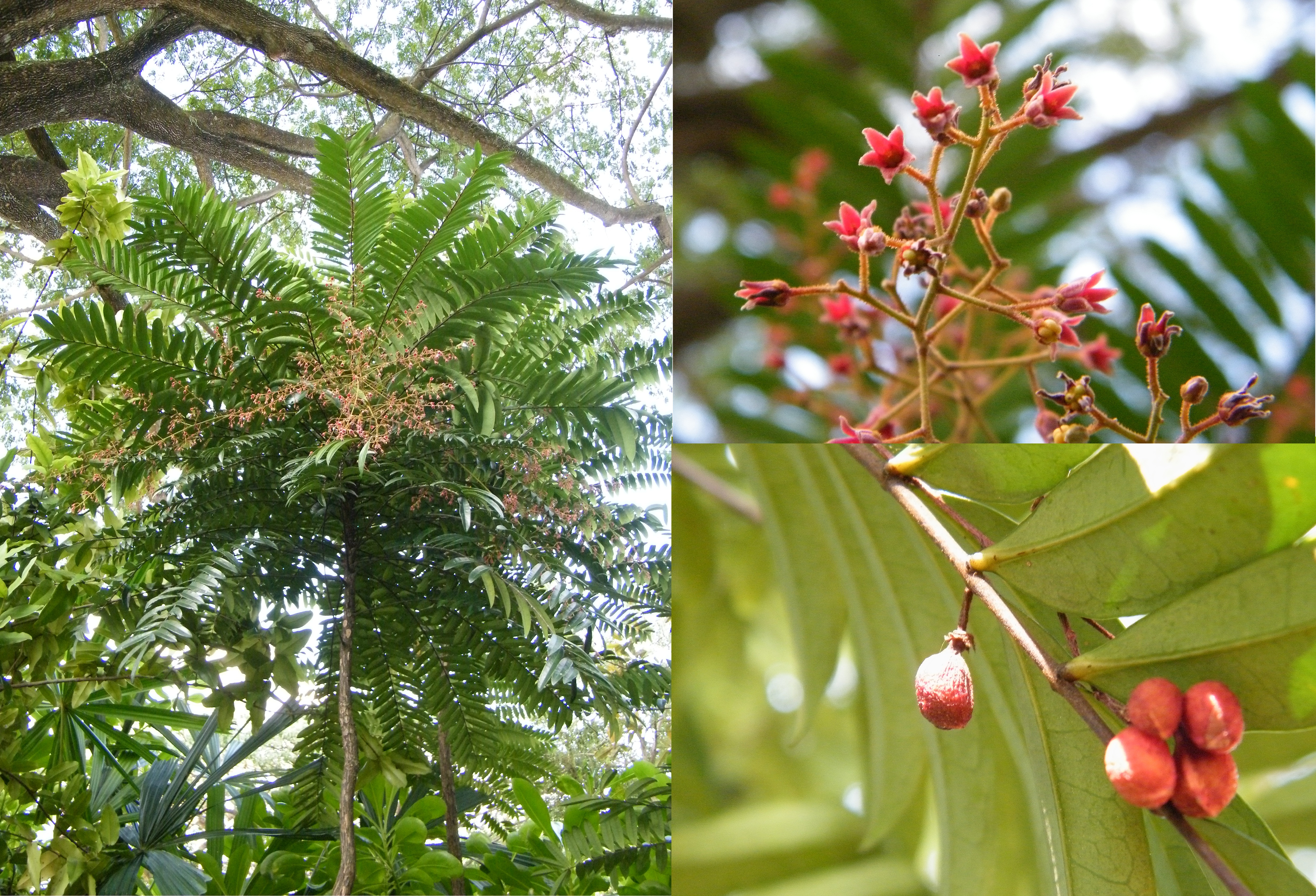 E. longifolia_Cover_Photo_SWW.jpg E. longifolia_Cover_Photo_SWW.jpg