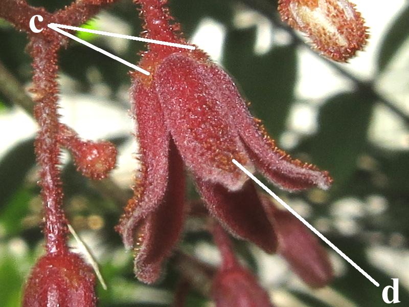 E. longifolia_Flowers2_Annotated_SWW.png E. longifolia_Flowers2_Annotated_SWW.png
