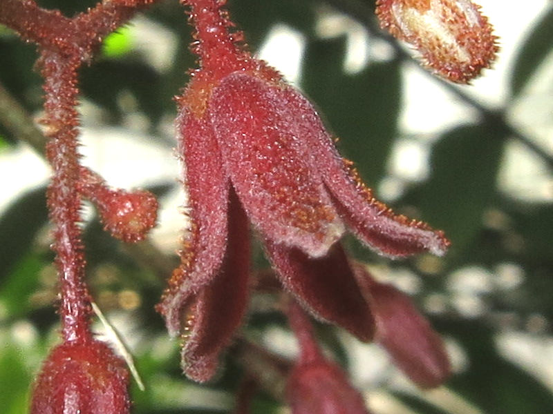 E. longifolia_Flowers2_SWW.png E. longifolia_Flowers2_SWW.png