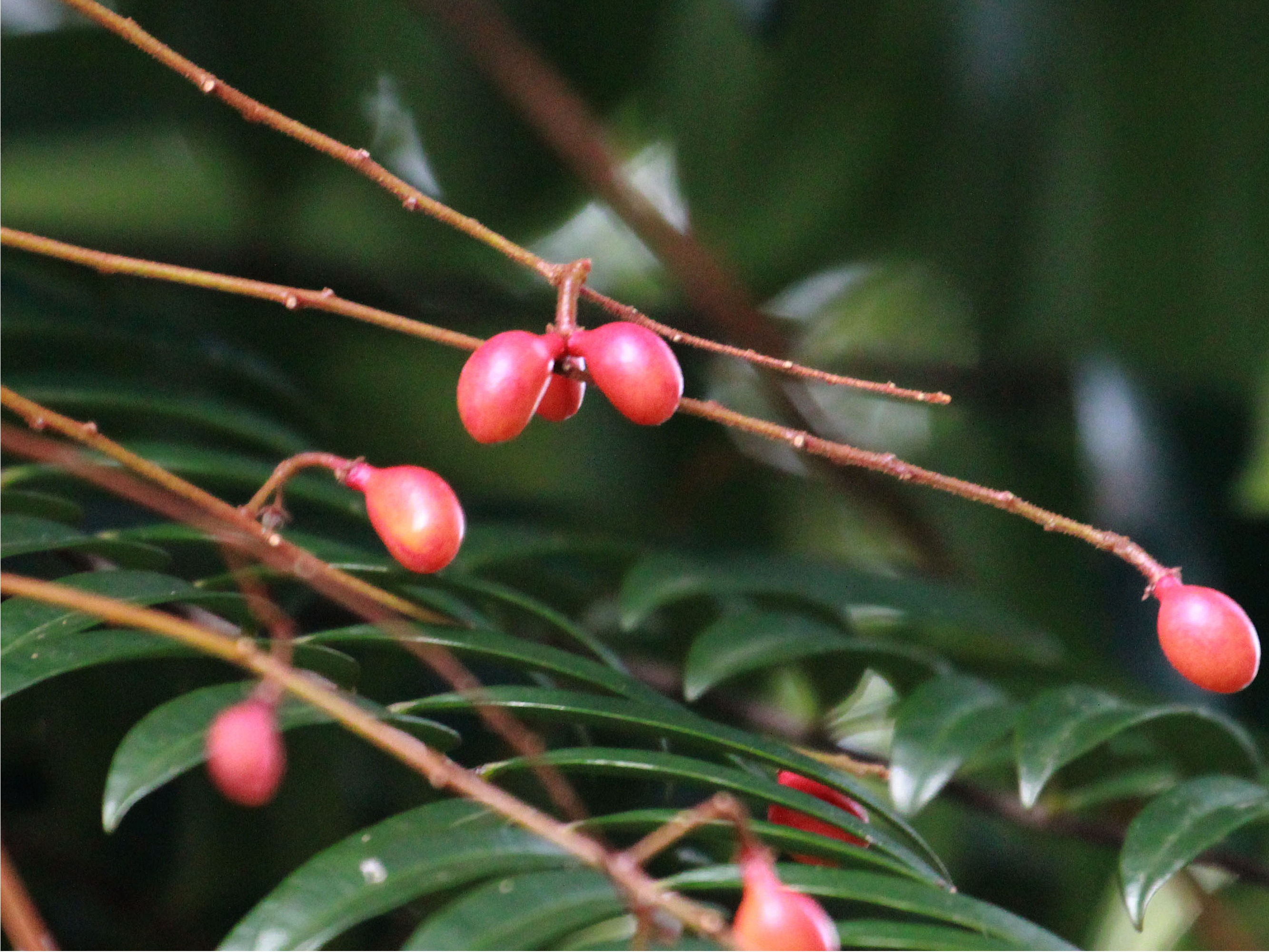 E. longifolia_Fruits4_SWW.jpg E. longifolia_Fruits4_SWW.jpg