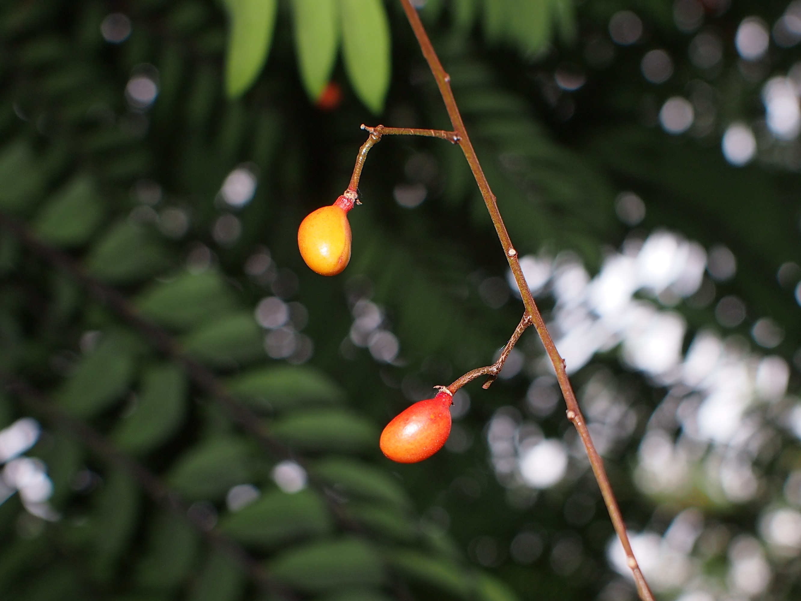 E. longifolia_Fruits5_SWW.jpg E. longifolia_Fruits5_SWW.jpg