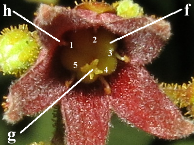 E. longifolia_Hermaphrodite_Flower1_Annotated_SWW.png E. longifolia_Hermaphrodite_Flower1_Annotated_SWW.png