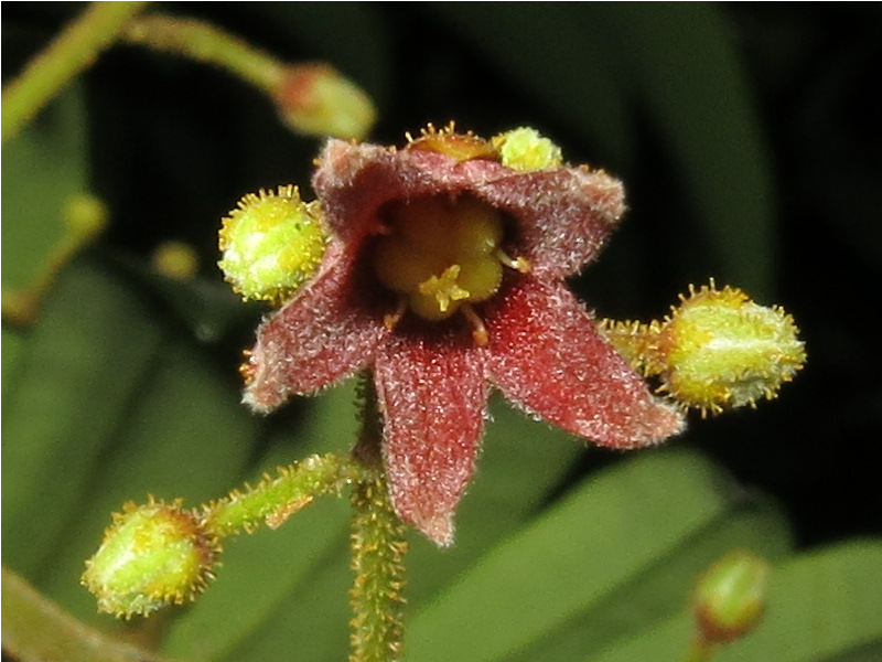 E. longifolia_Hermaphrodite_Flower1_SWW.png E. longifolia_Hermaphrodite_Flower1_SWW.png