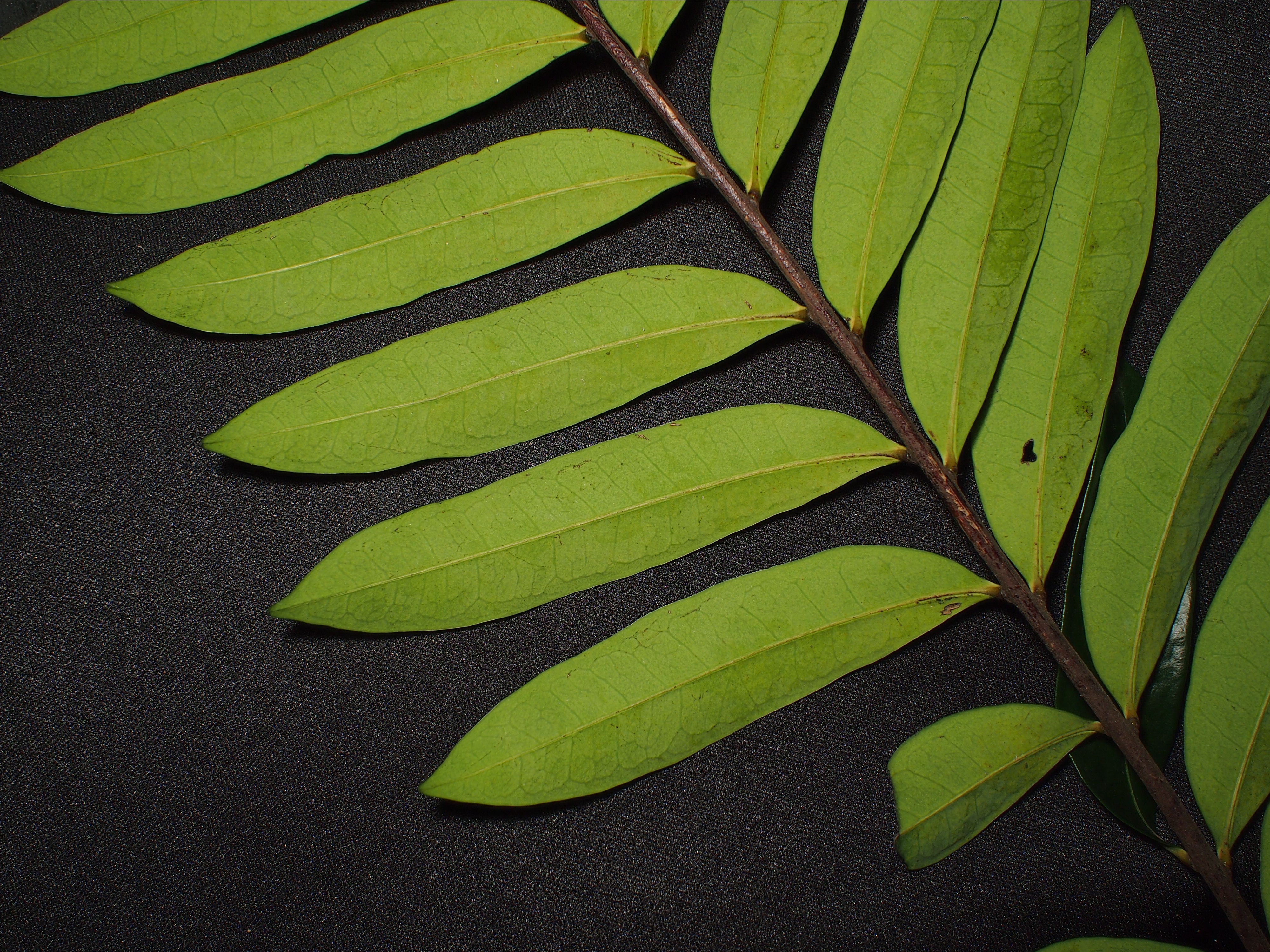 E. longifolia_Leaflets3_SWW.jpg E. longifolia_Leaflets3_SWW.jpg