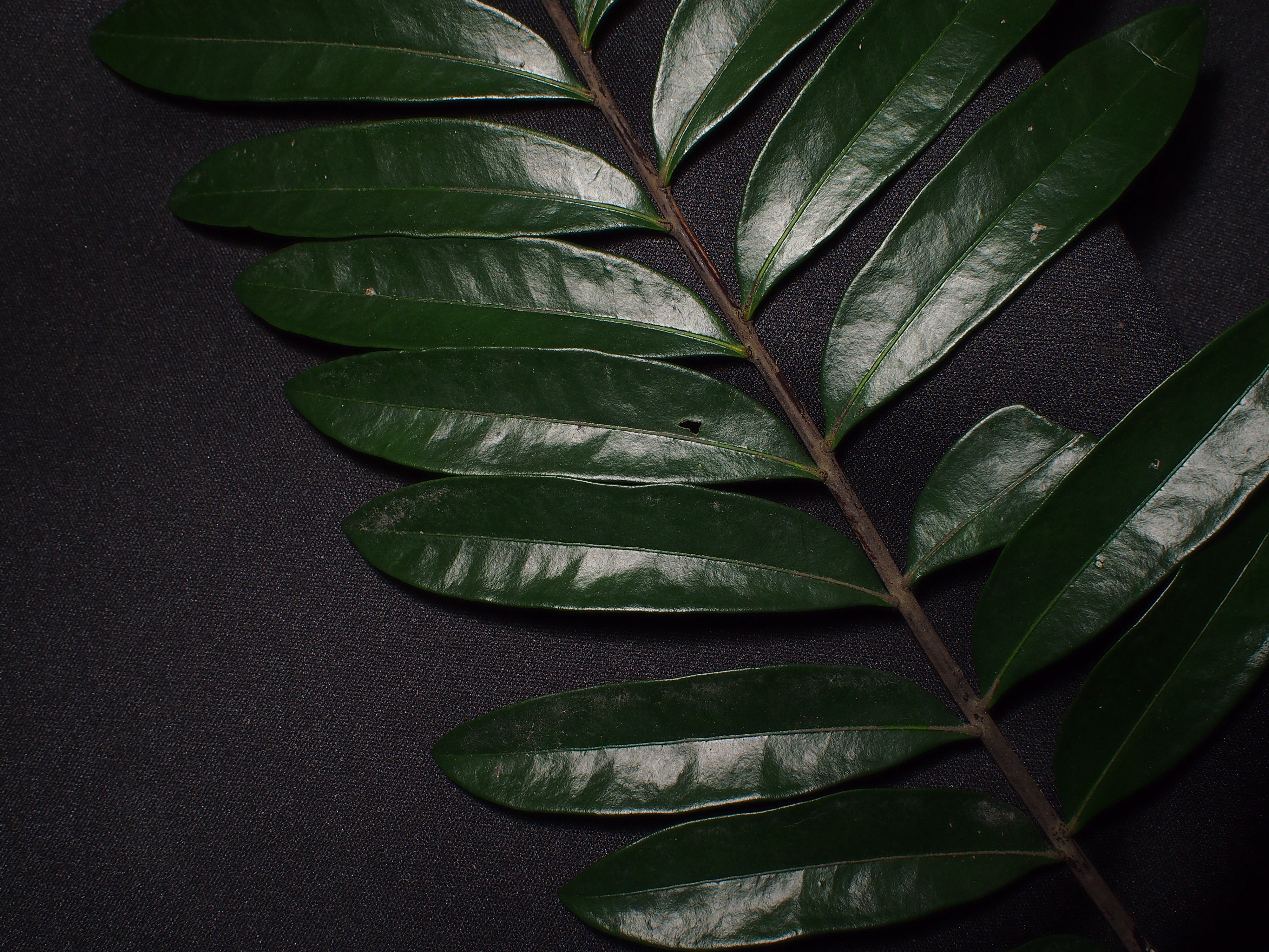 E. longifolia_Leaflets4_SWW.jpg E. longifolia_Leaflets4_SWW.jpg