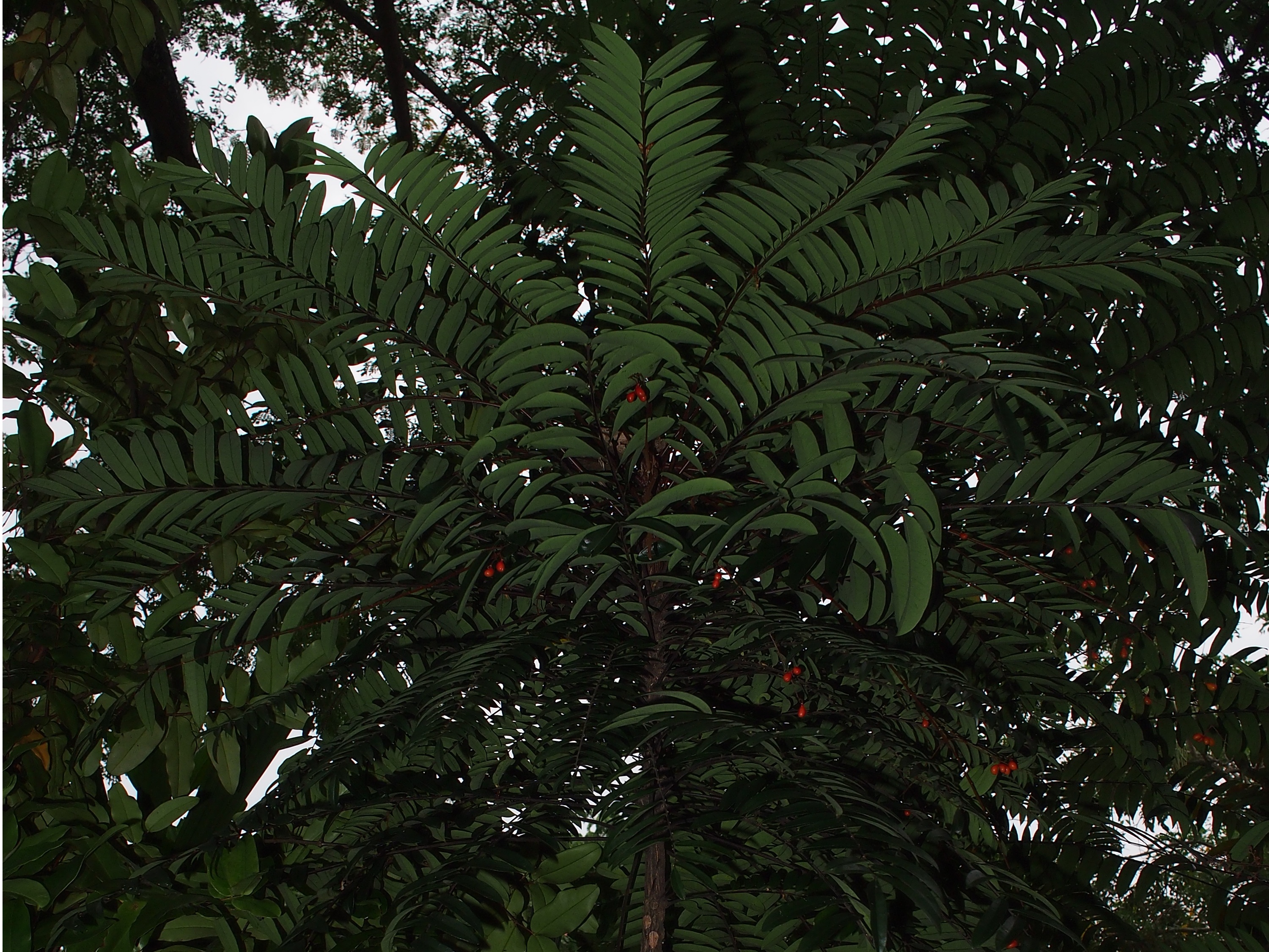 E. longifolia_Leaves3_SWW.jpg E. longifolia_Leaves3_SWW.jpg