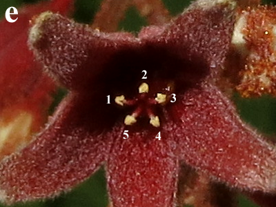 E. longifolia_Male_Flower1_Annotated_SWW.png E. longifolia_Male_Flower1_Annotated_SWW.png