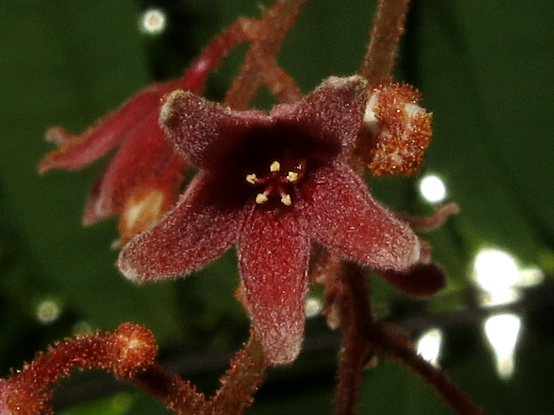 E. longifolia_Male_Flower1_SWW.png E. longifolia_Male_Flower1_SWW.png