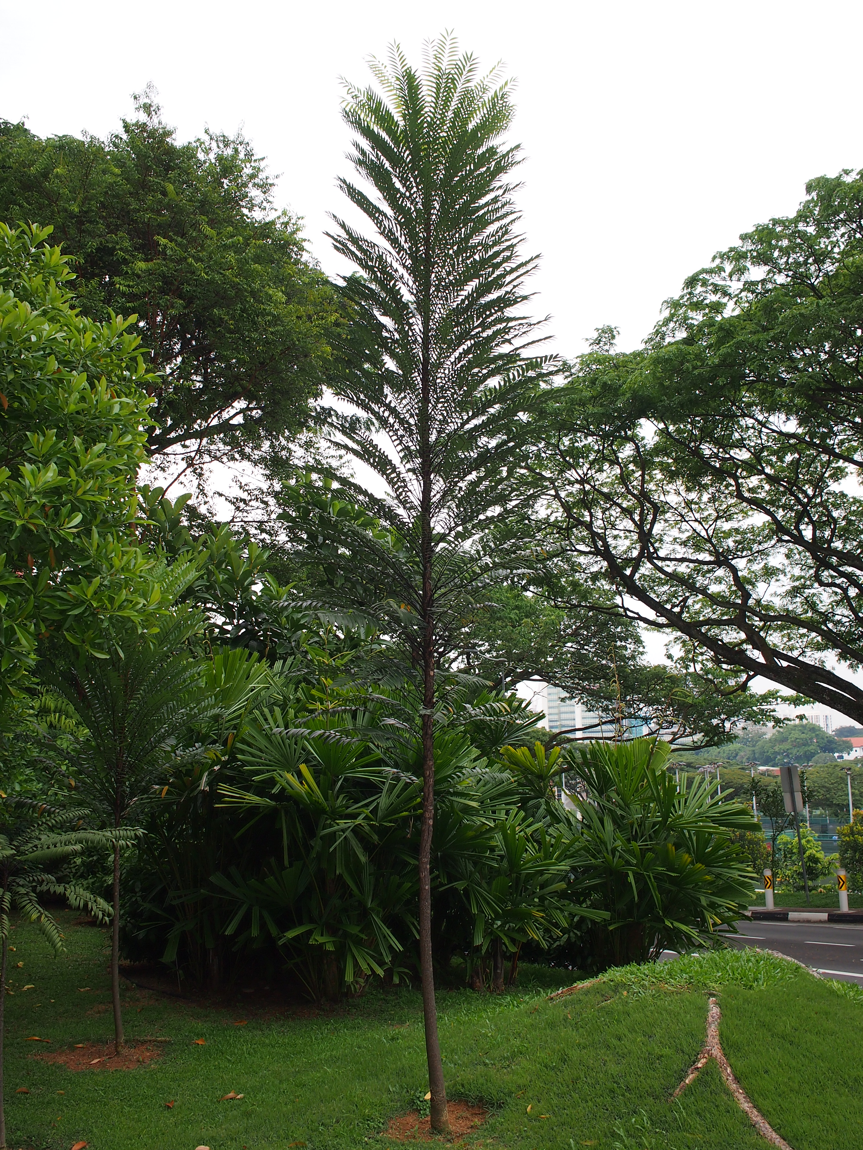 E. longifolia_Ornamental_Tree_SWW.jpg E. longifolia_Ornamental_Tree_SWW.jpg