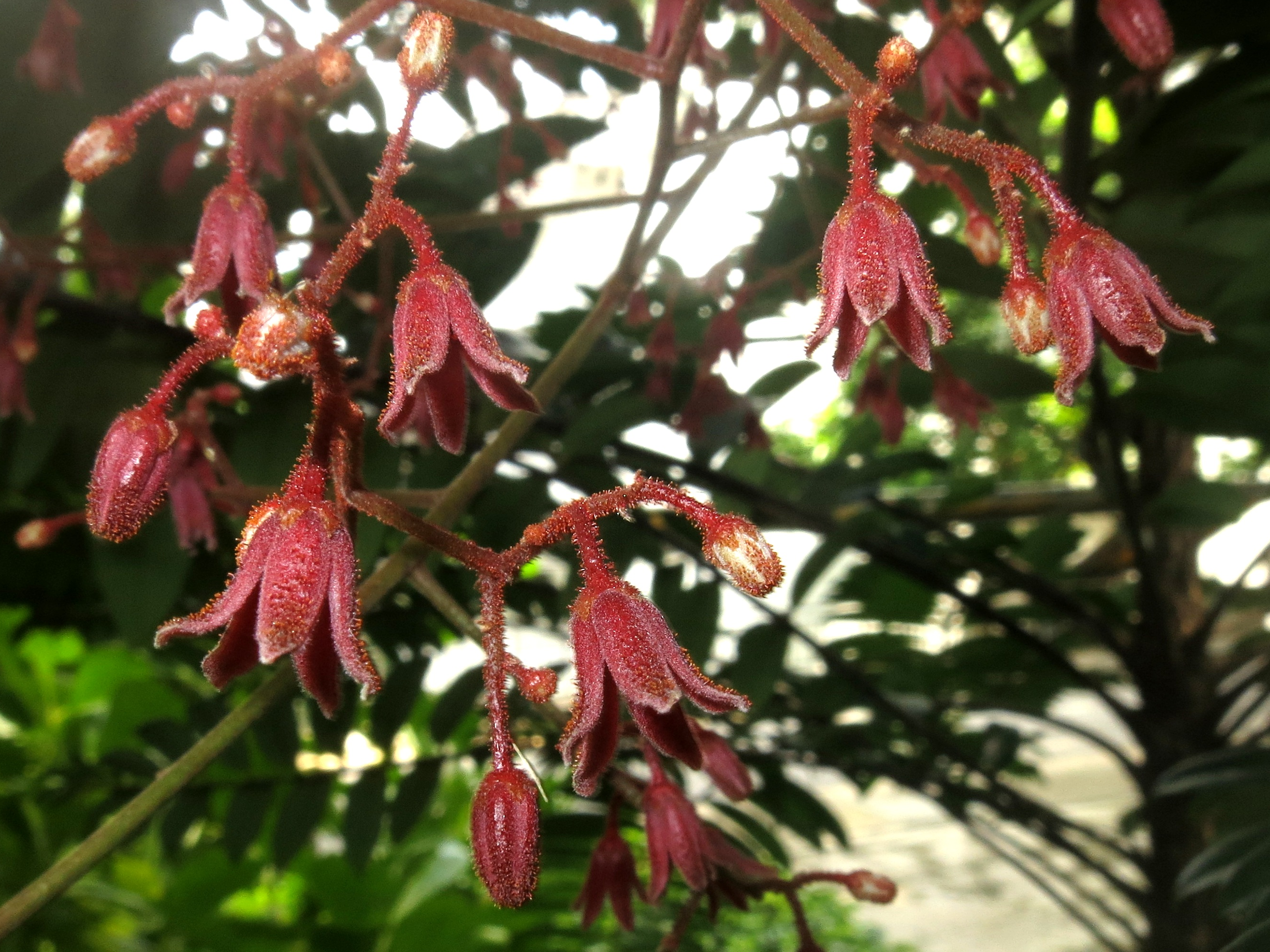 E. longifolia_Panicles3_SWW.png E. longifolia_Panicles3_SWW.png