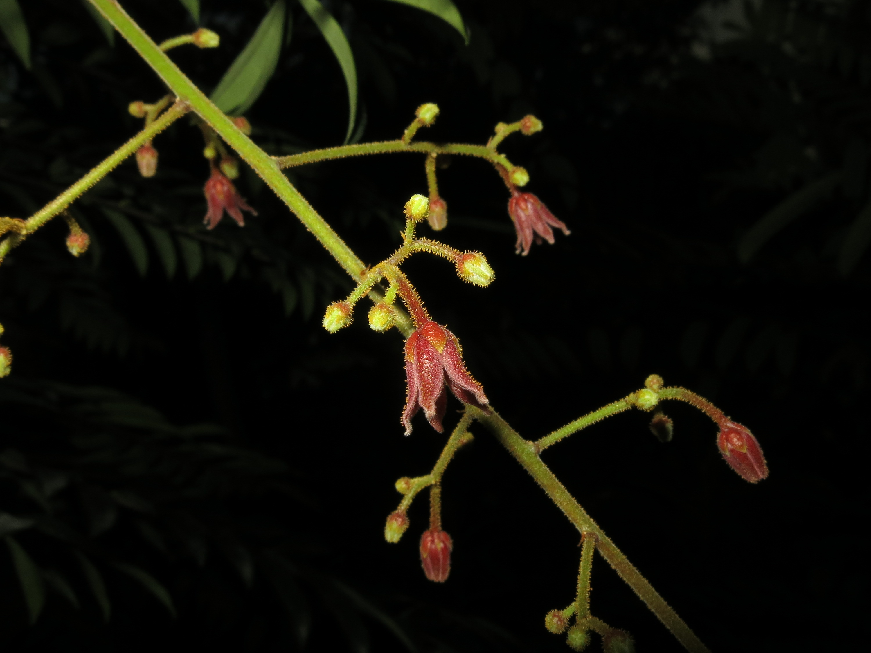 E. longifolia_Panicles4_SWW.png E. longifolia_Panicles4_SWW.png
