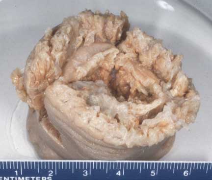 E. quadricolor holotype.jpg
