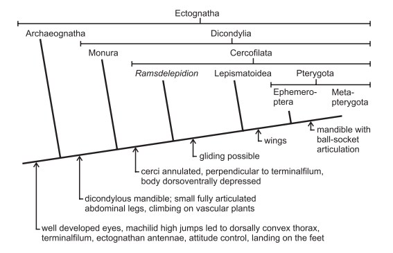 Evolution of flight in insects.jpg