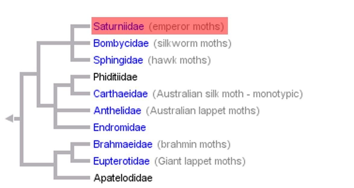 FAMILY MOTH.jpg FAMILY MOTH.jpg
