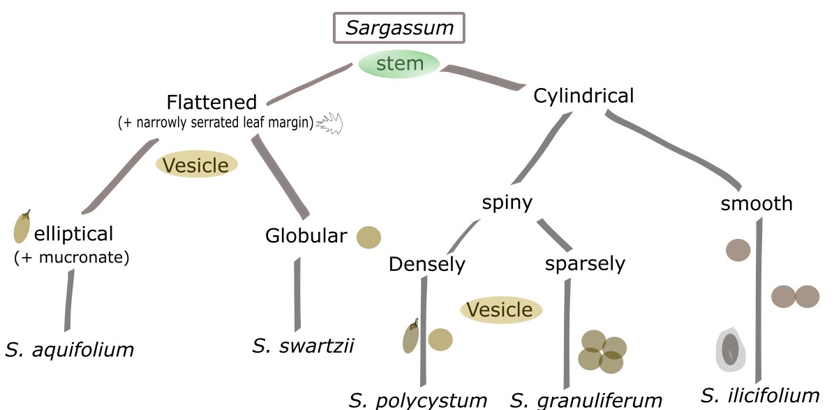 sargassum seaweed diagram