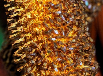 Flies on inflorescence (Wild Singapore).jpg