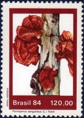 Fungi---Pycnoporus-sanguineus.jpg Fungi---Pycnoporus-sanguineus.jpg