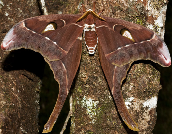 Hercules moth.jpg Hercules moth.jpg