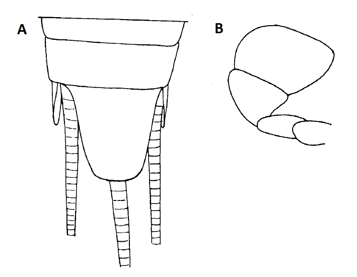 How to ID L saccharina.png How to ID L saccharina.png