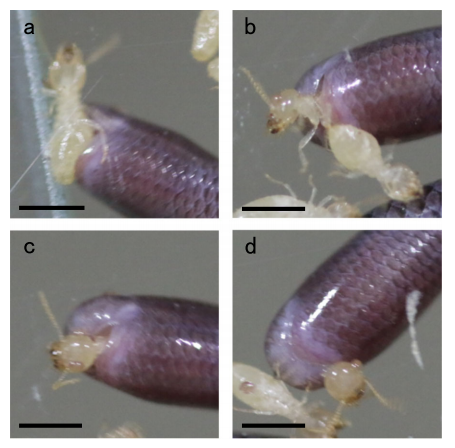 I. Braminus decapitates termite head.png