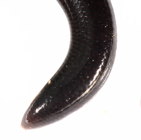 I.braminus_dorsal_tail.png