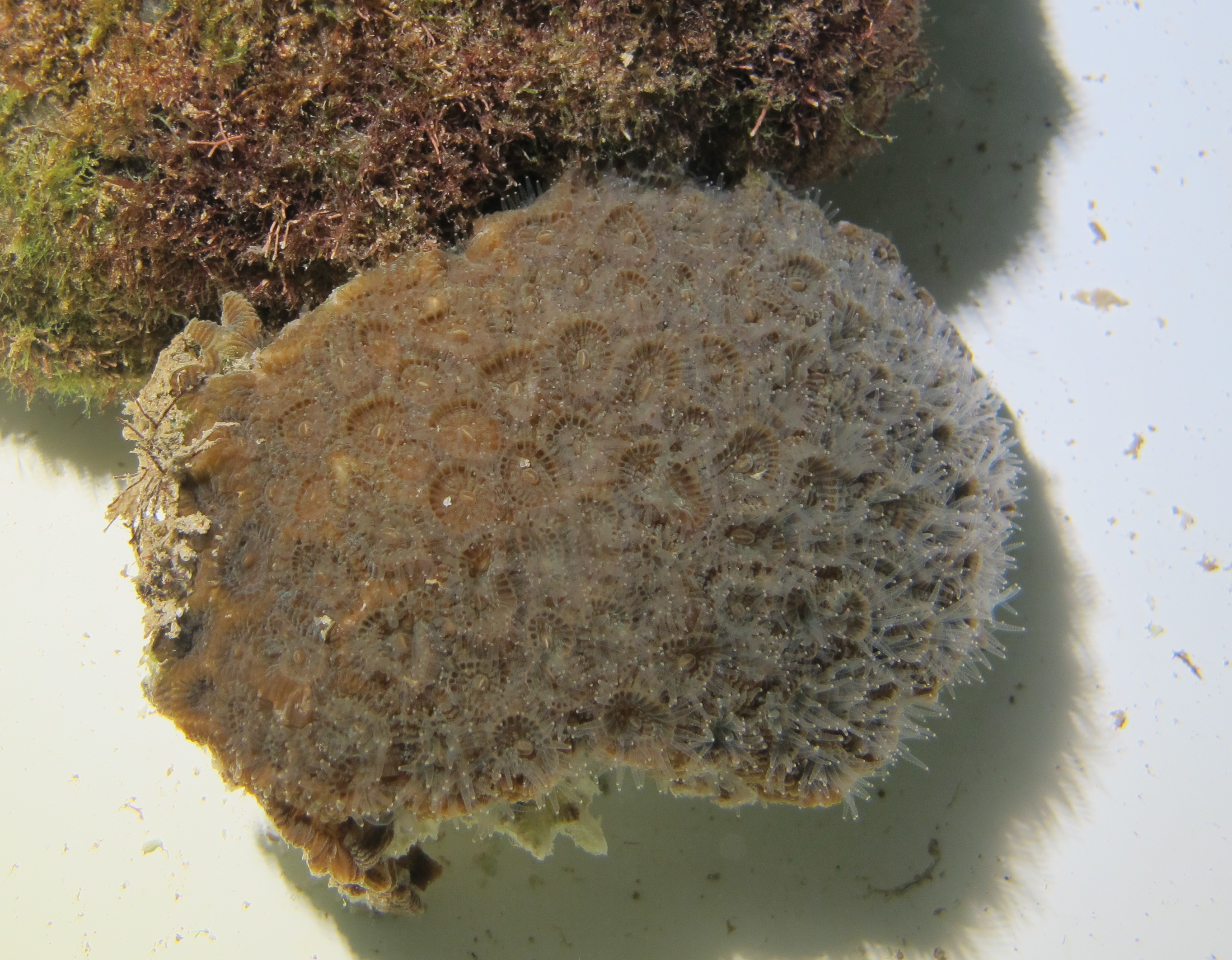 taxo4254 - Coelastrea aspera