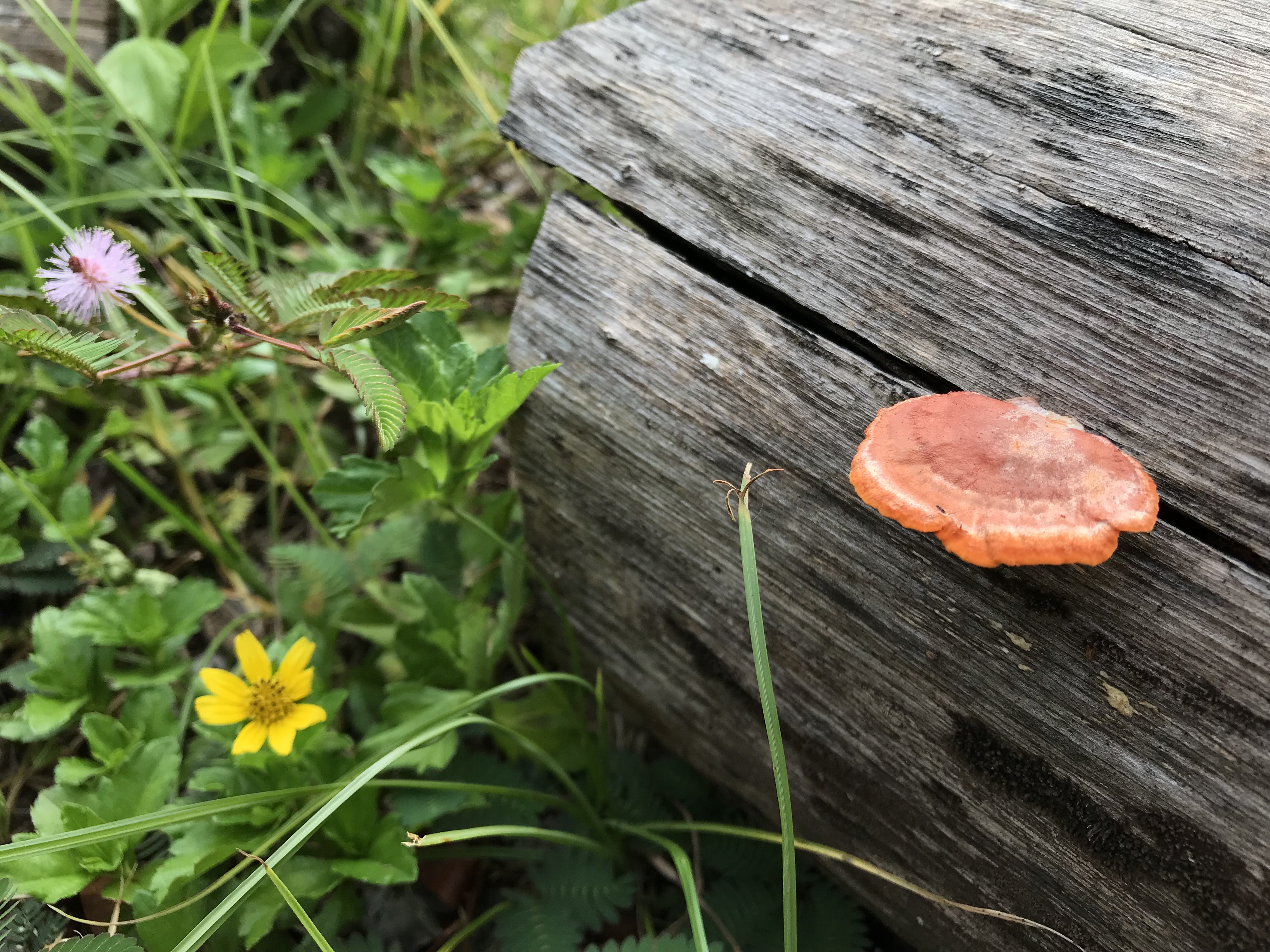 IMG_3146.jpg IMG_3146.jpg