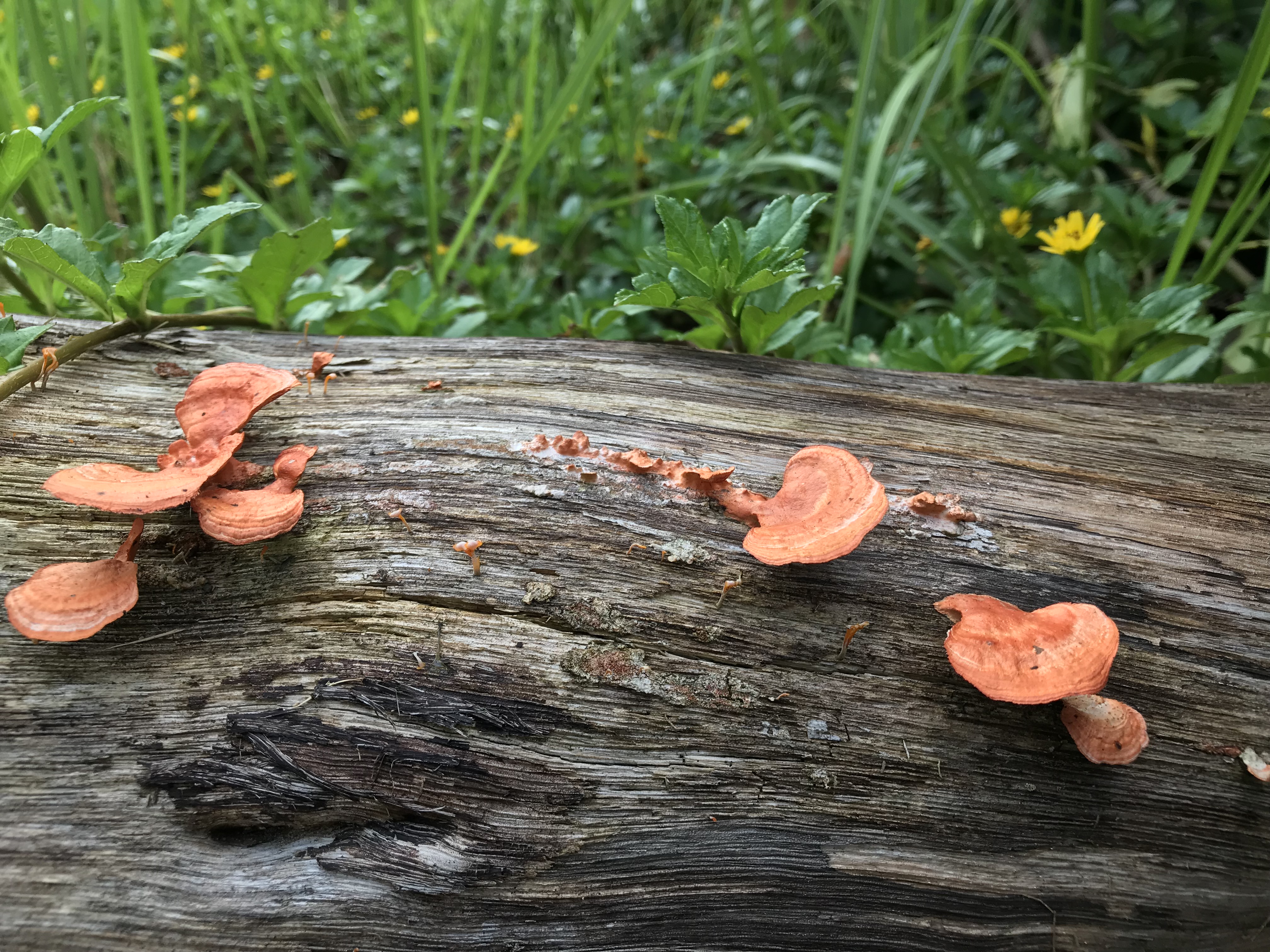 IMG_3153.jpg IMG_3153.jpg