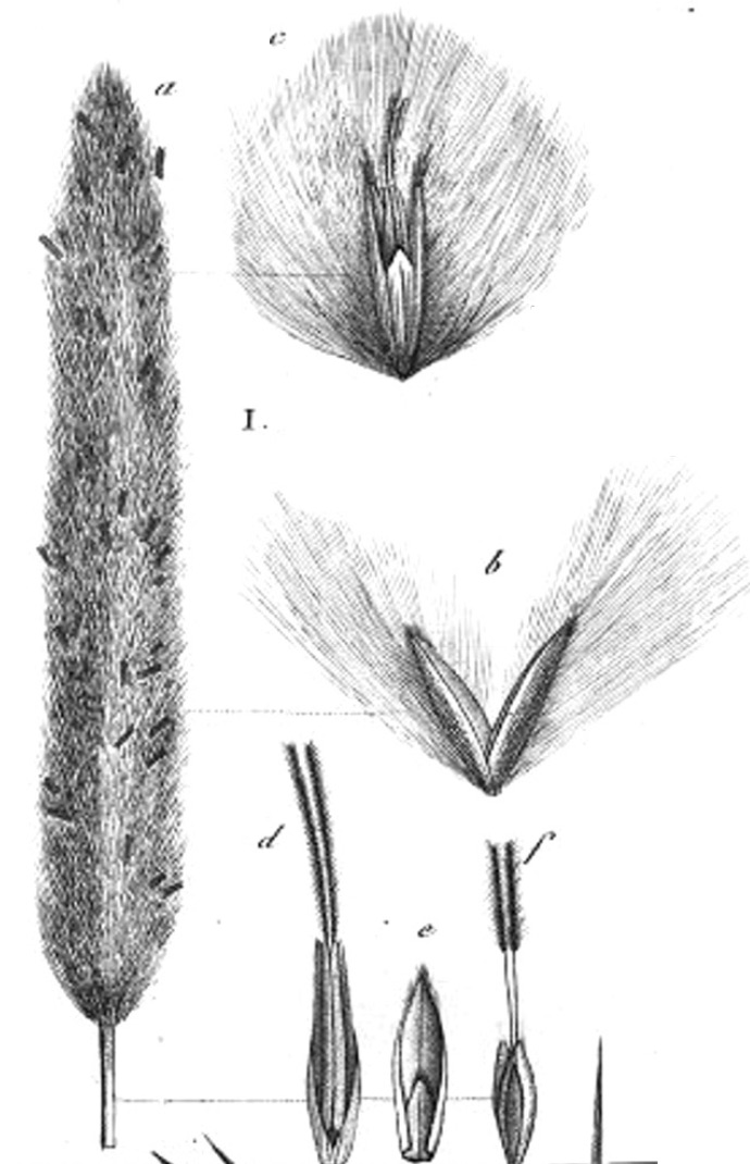 Imperata cylindrica plate 5 de Beauvais.jpg Imperata cylindrica plate 5 de Beauvais.jpg