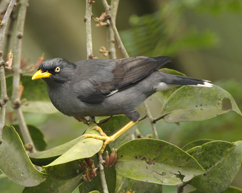 Javan_Myna_(Acridotheres_javanicus)_LipKeeYap.jpg Javan_Myna_(Acridotheres_javanicus)_LipKeeYap.jpg