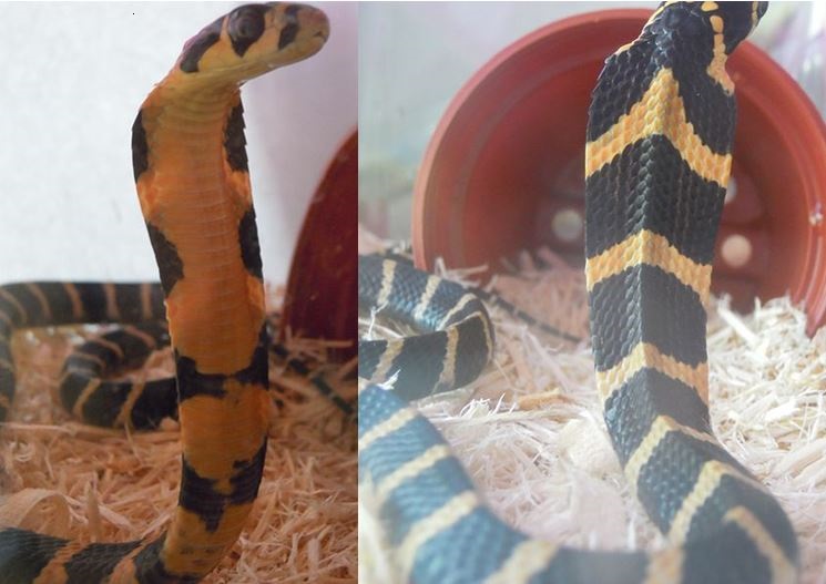 Juvenile king cobra.jpj.JPG