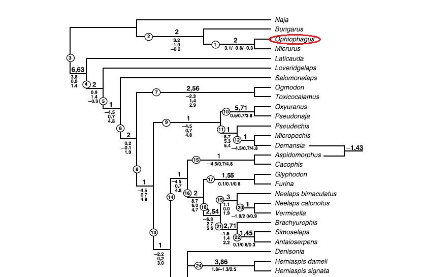 King cobra phylo.JPG