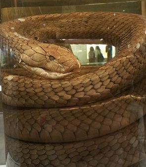 King_Cobra_LKCNHM.jpg