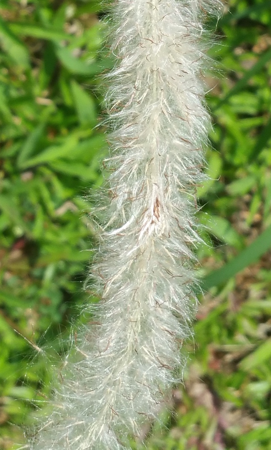 Lalang Seeds.jpg