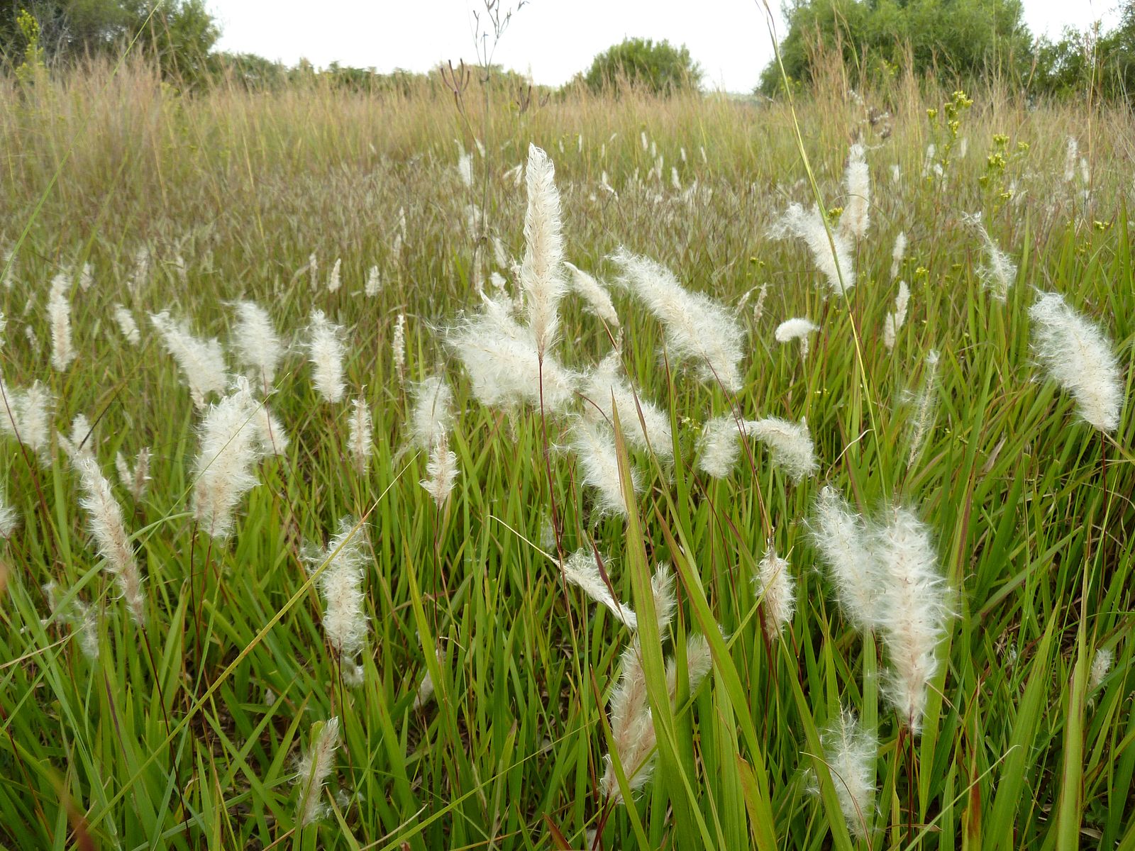 Lalang field.jpg